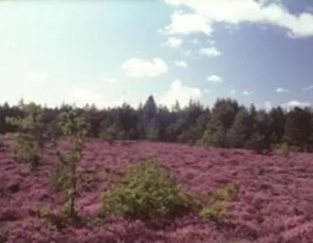 Wald&meer
